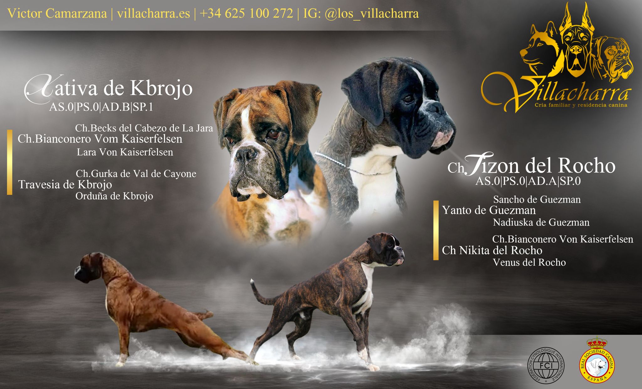Cartel promocional de la camada XATIVA DE KBROJO × CH. TIZÓN DEL ROCHO