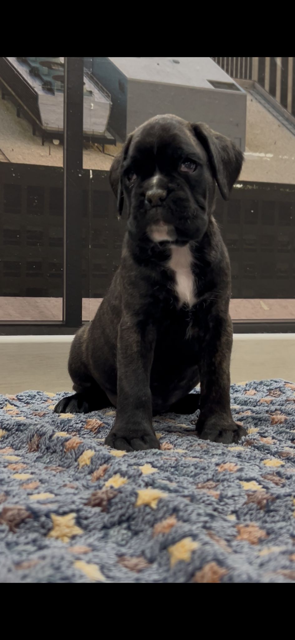 Cachorro macho Donatello de Verdevera x Vaiana de Boxer del Rocho