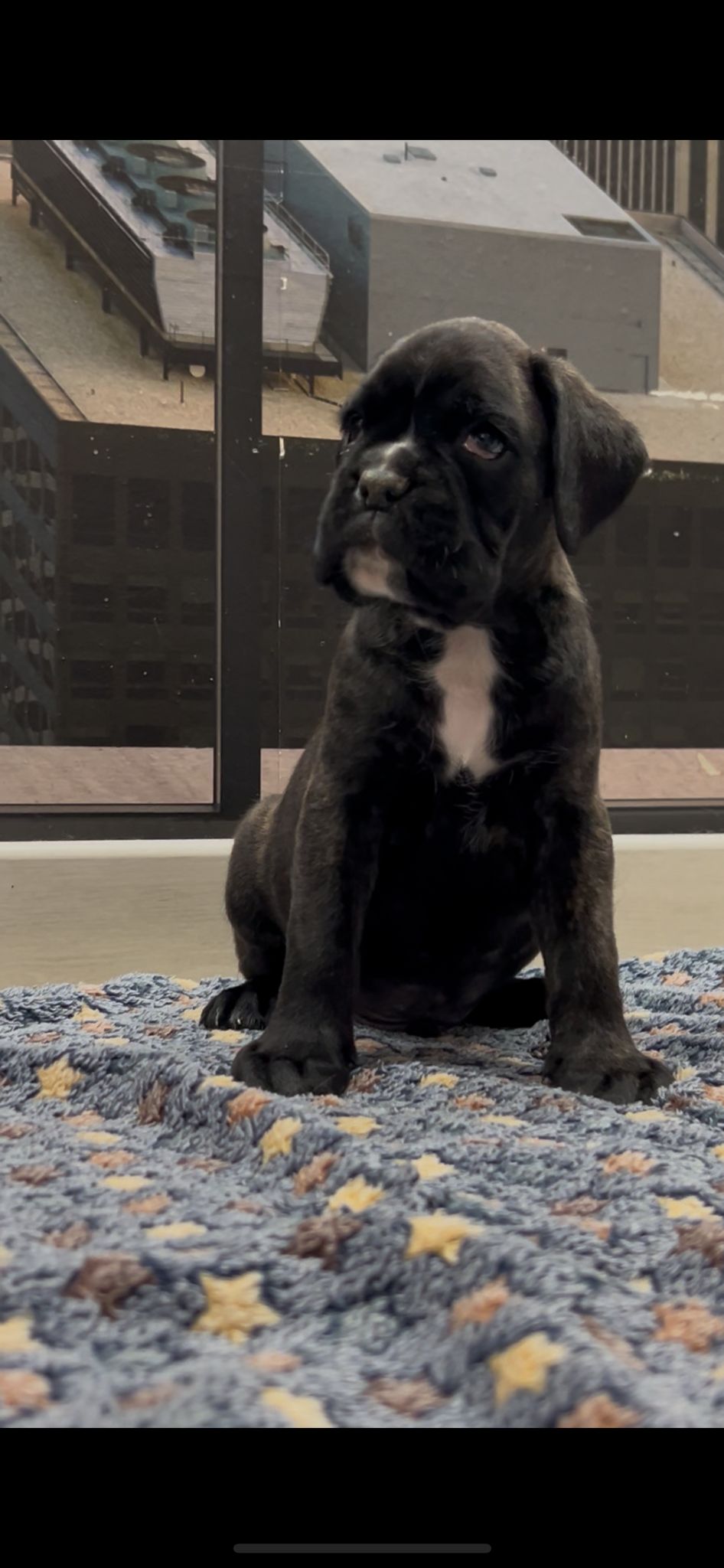 Cachorro macho Donatello de Verdevera x Vaiana de Boxer del Rocho