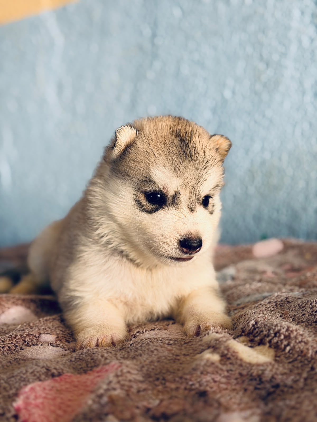 Cachorra disponible de Husky Siberiano Llamp y Nube