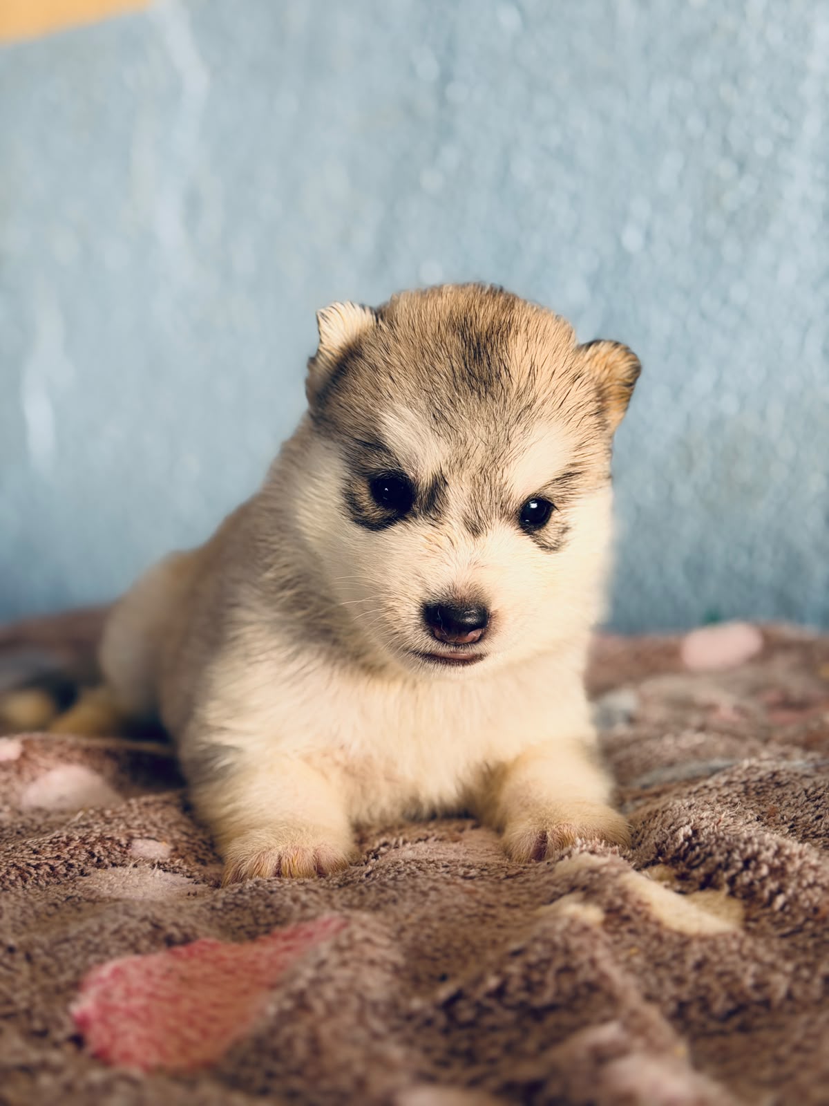 Cachorra disponible de Husky Siberiano Llamp y Nube
