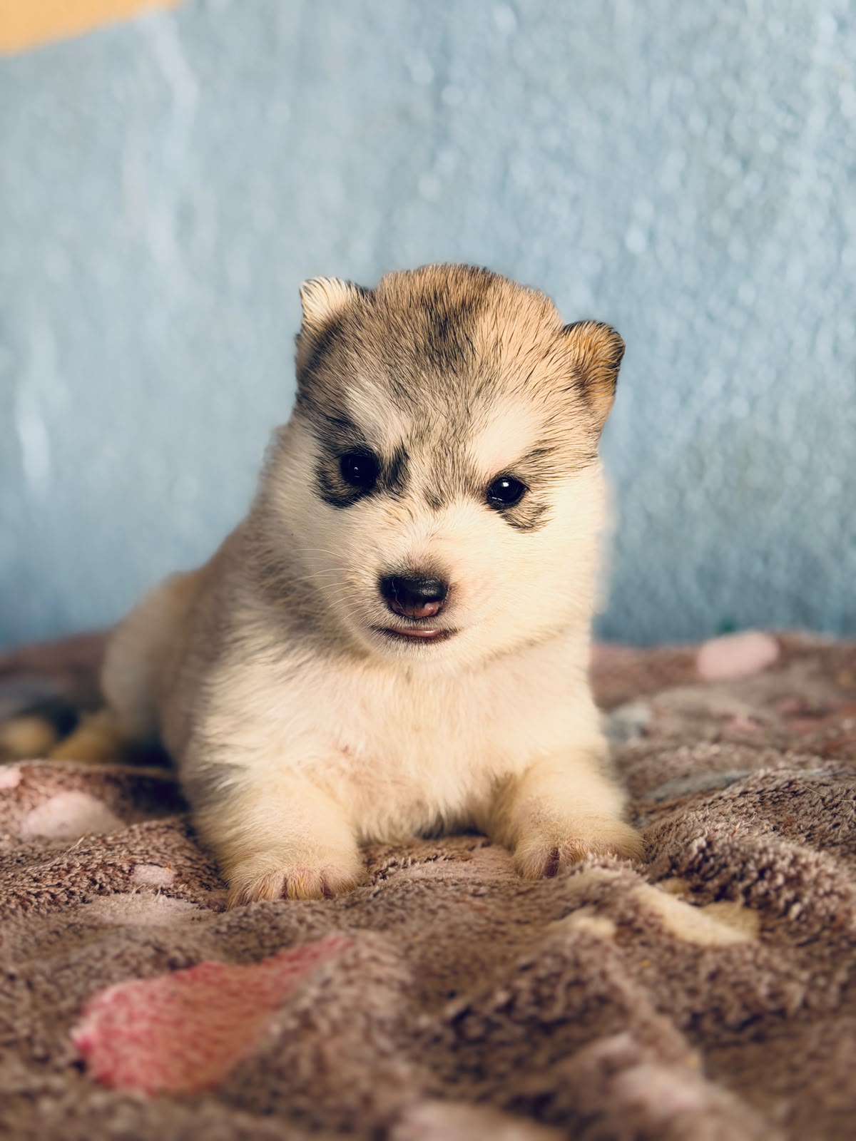 Cachorra disponible de Husky Siberiano Llamp y Nube