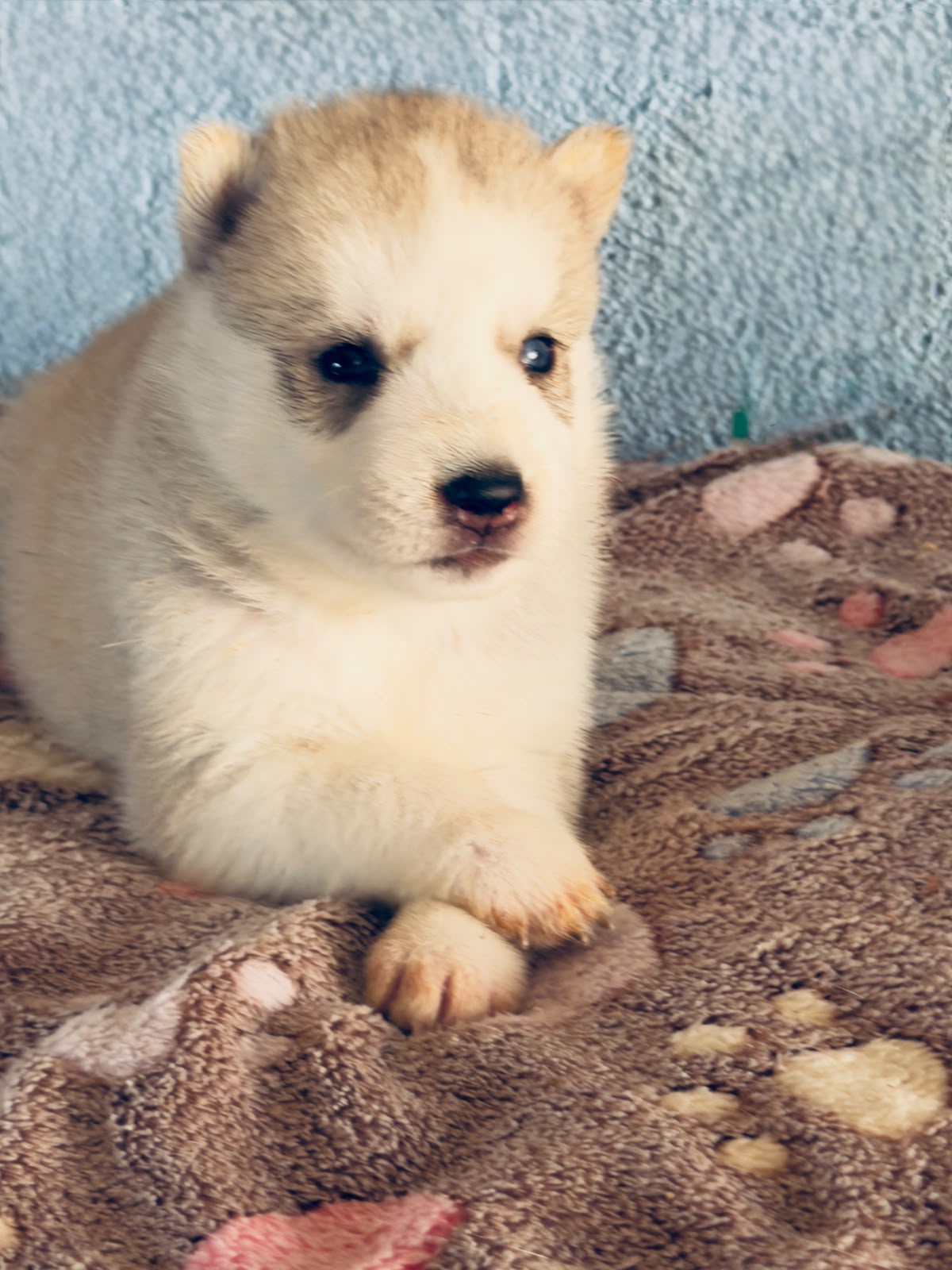 Cachorra disponible de Husky Siberiano Llamp y Nube