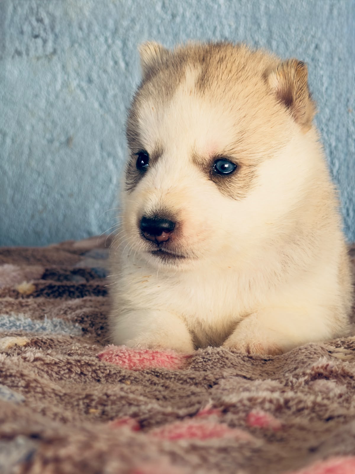 Cachorra disponible de Husky Siberiano Llamp y Nube