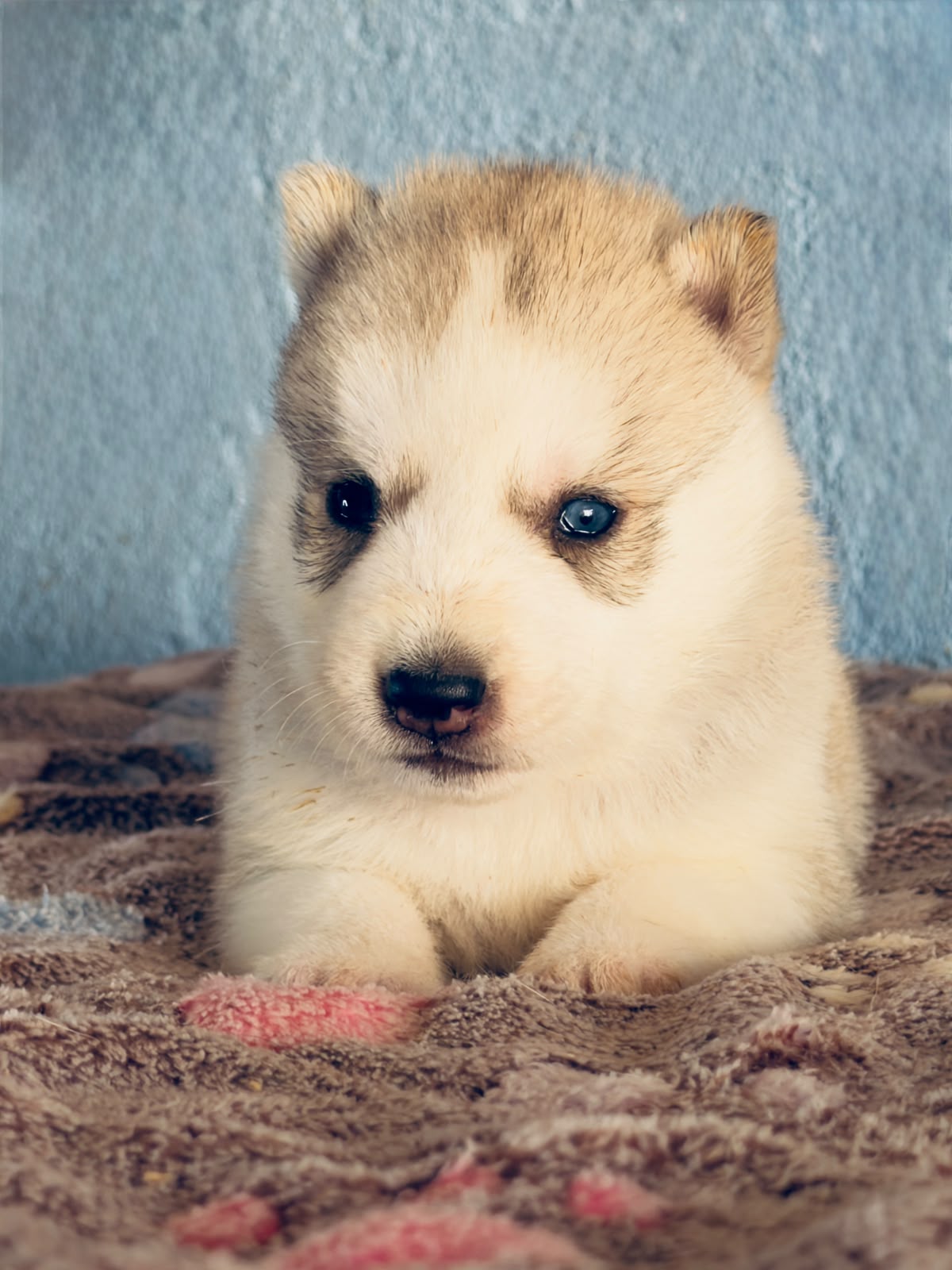 Cachorra disponible de Husky Siberiano Llamp y Nube