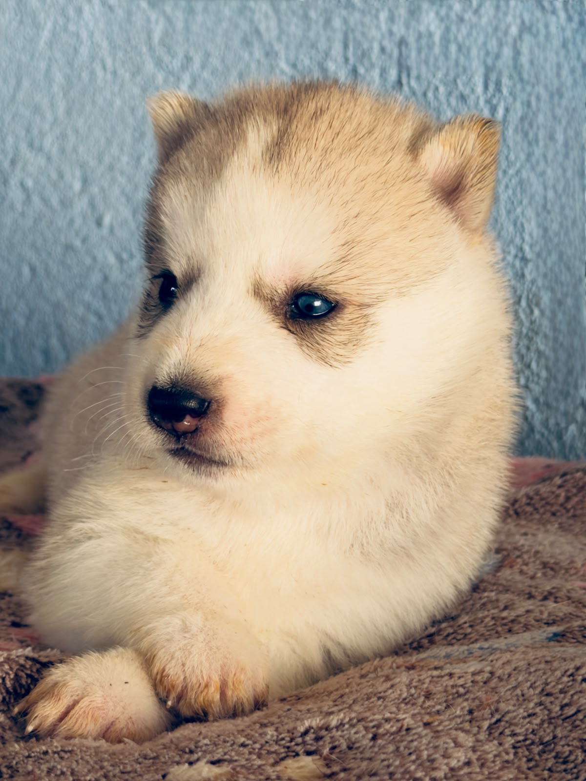Cachorra disponible de Husky Siberiano Llamp y Nube