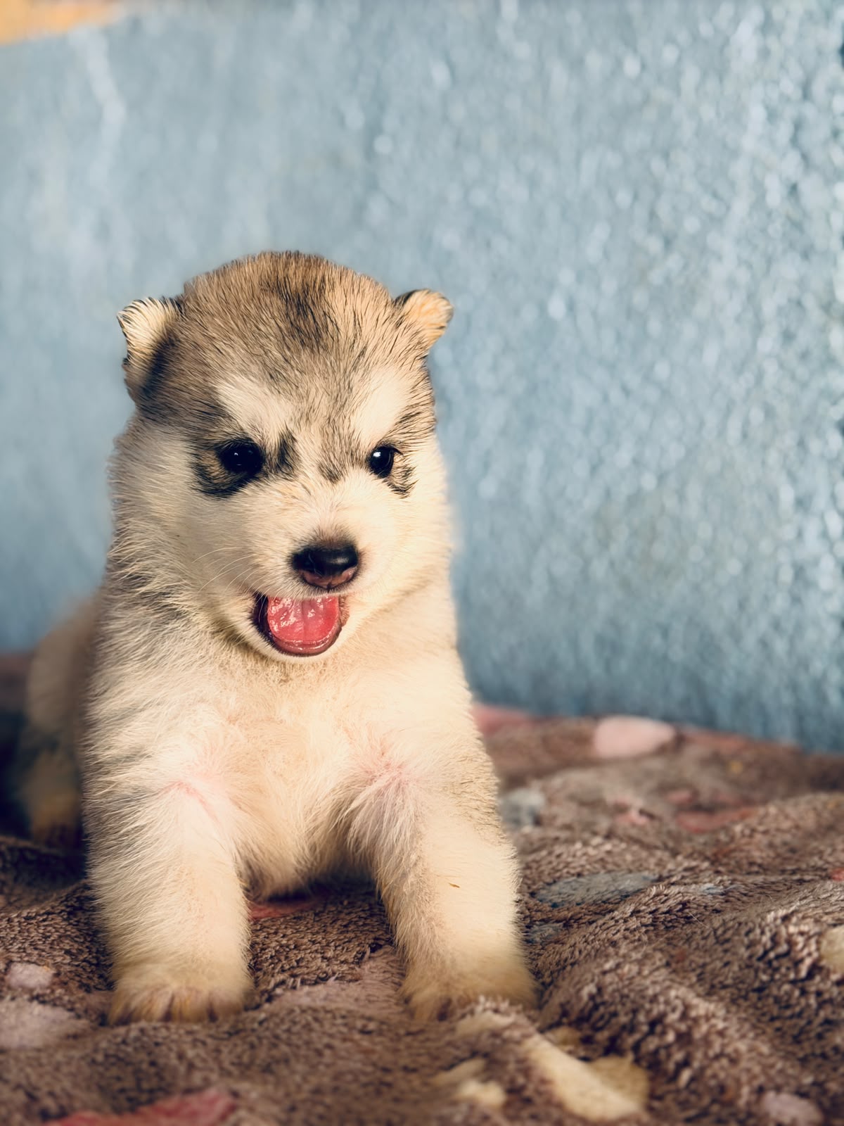 Cachorra disponible de Husky Siberiano Llamp y Nube