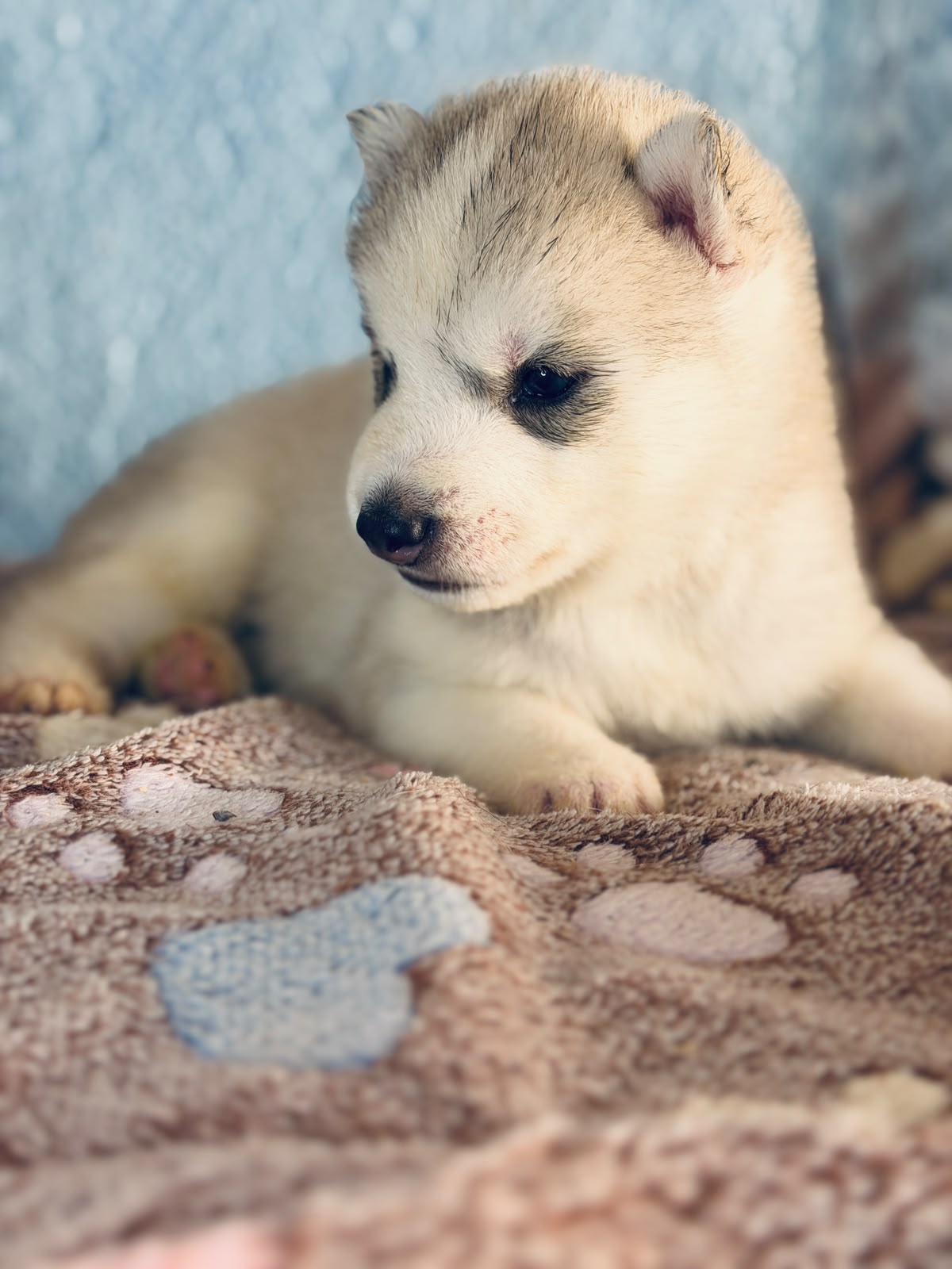 Cachorra disponible de Husky Siberiano Llamp y Nube