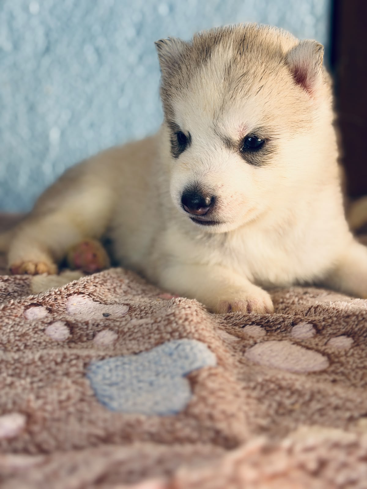 Cachorra disponible de Husky Siberiano Llamp y Nube