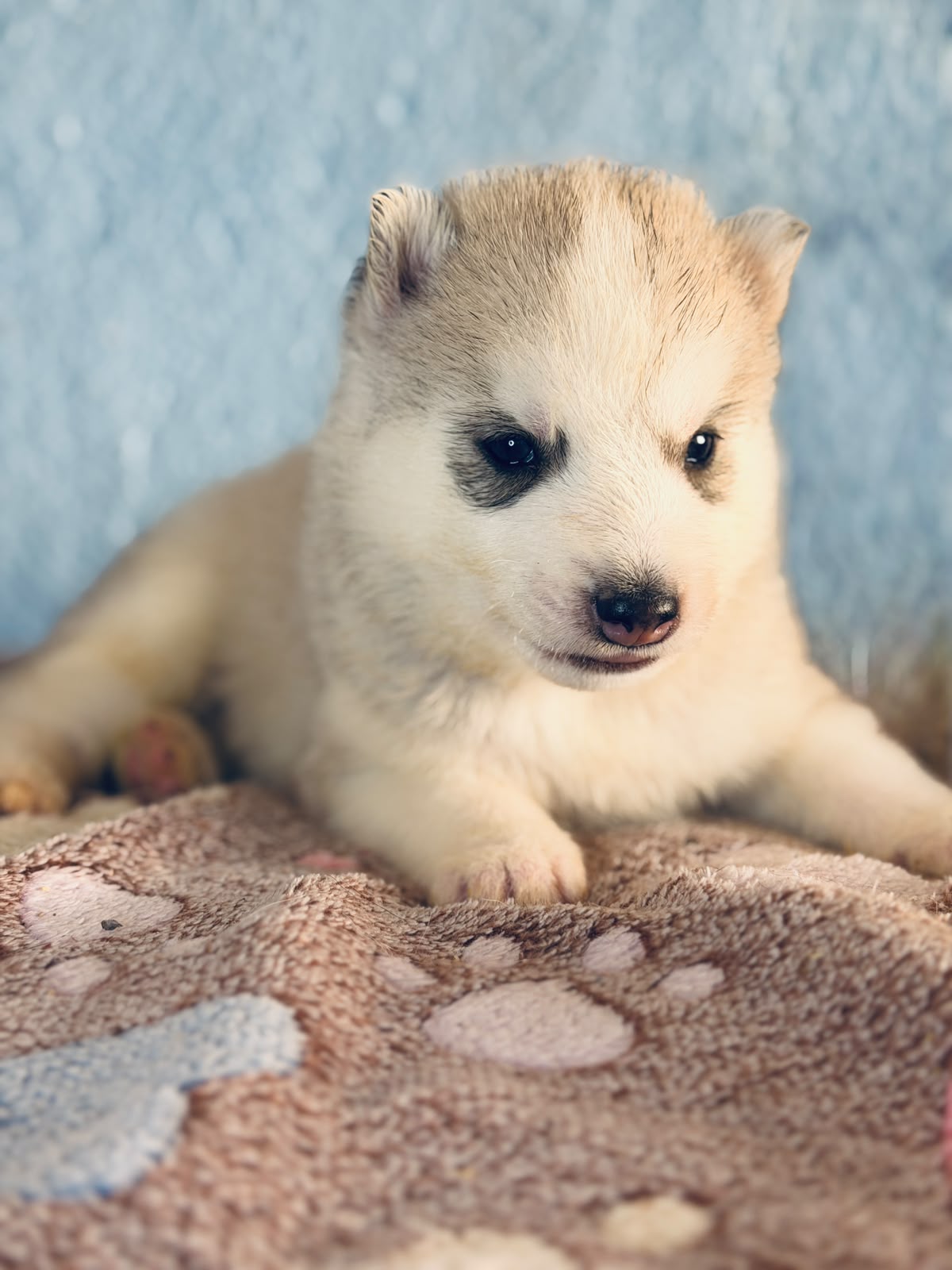 Cachorra disponible de Husky Siberiano Llamp y Nube