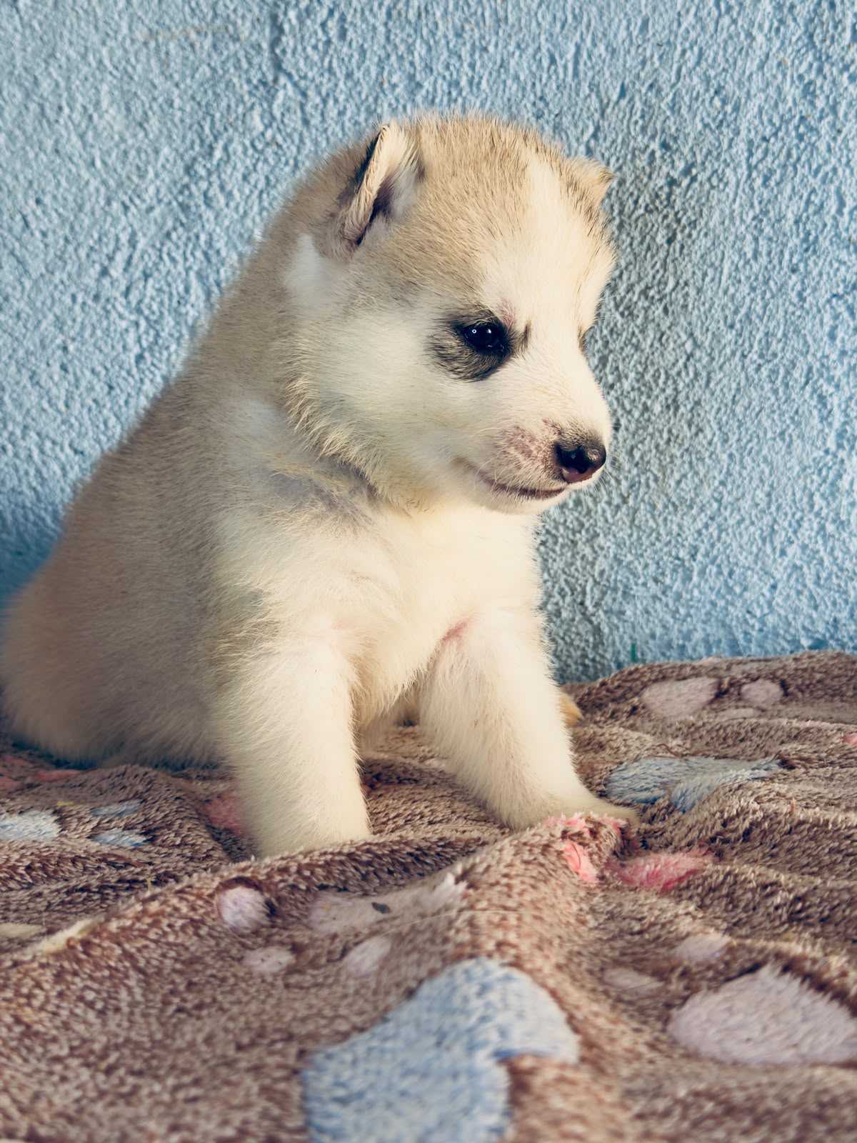 Cachorra disponible de Husky Siberiano Llamp y Nube