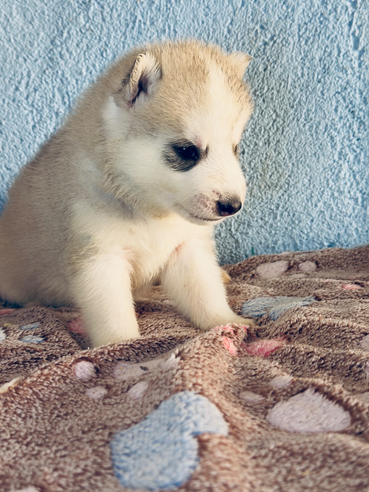 Cachorra disponible de Husky Siberiano Llamp y Nube