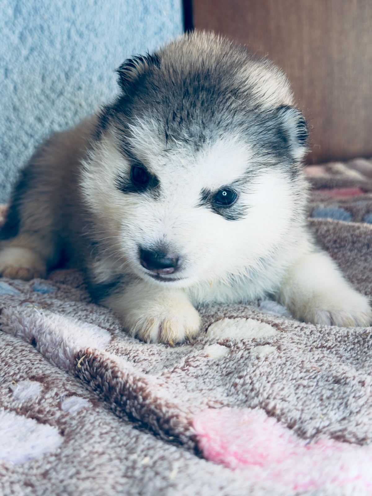Cachorra disponible de Husky Siberiano Llamp y Nube