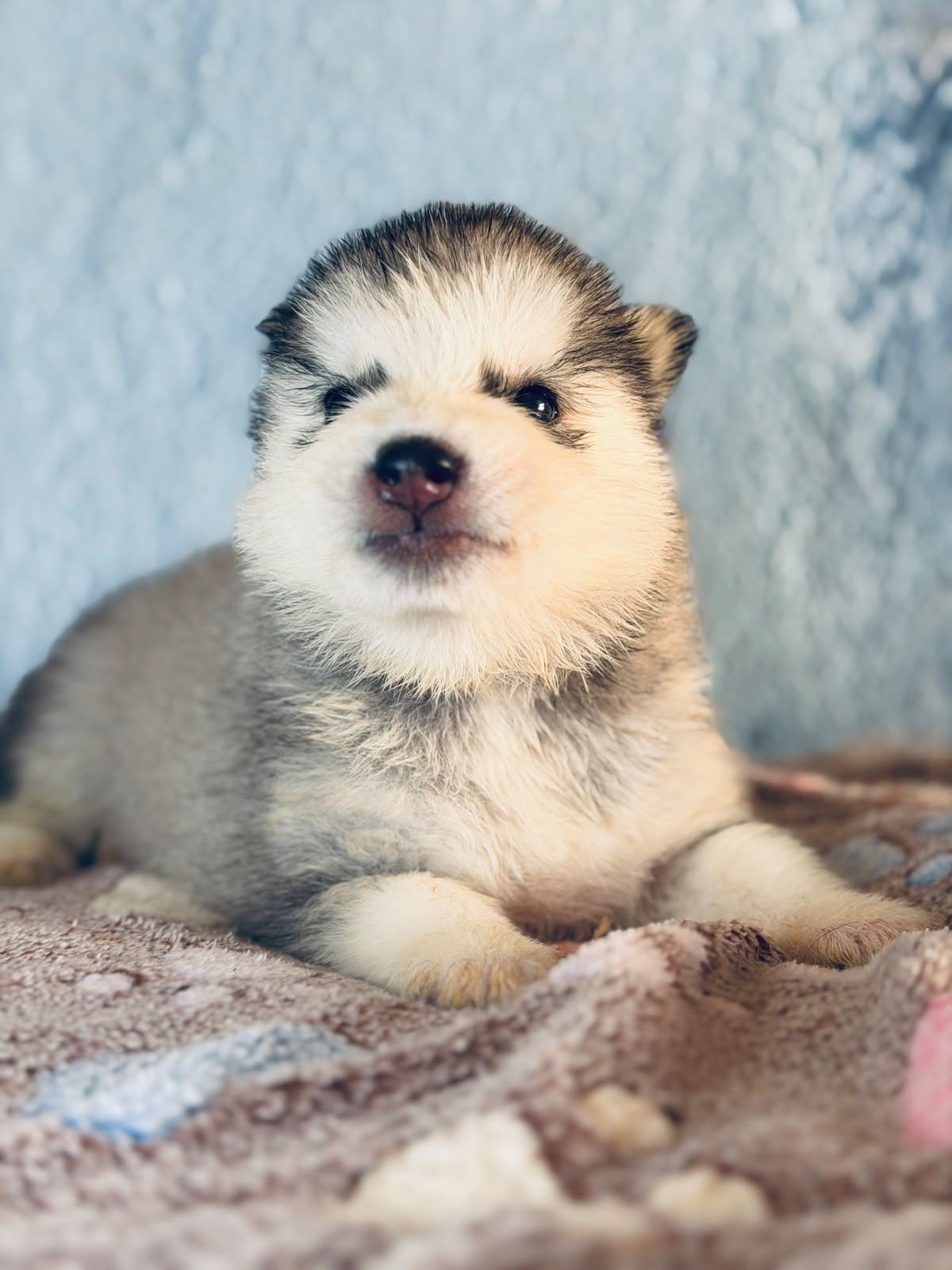 Cachorra disponible de Husky Siberiano Llamp y Nube