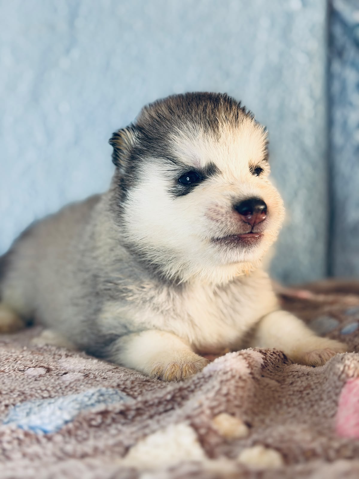 Cachorra disponible de Husky Siberiano Llamp y Nube