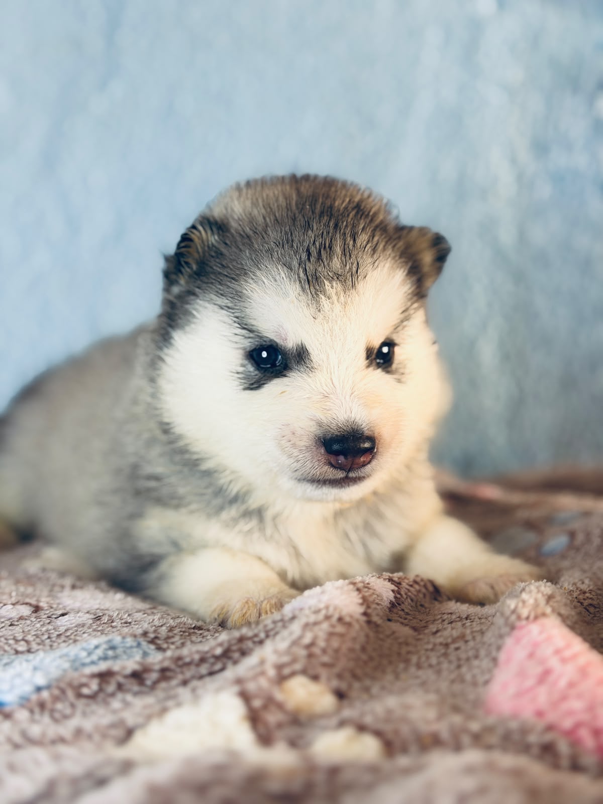 Cachorra disponible de Husky Siberiano Llamp y Nube