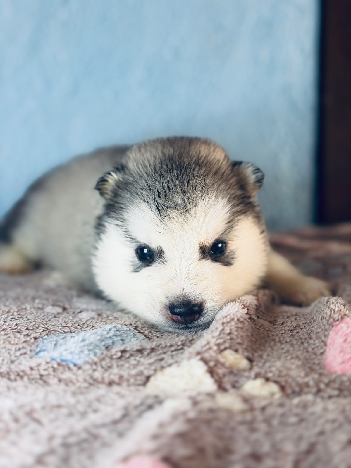 Cachorra disponible de Husky Siberiano Llamp y Nube