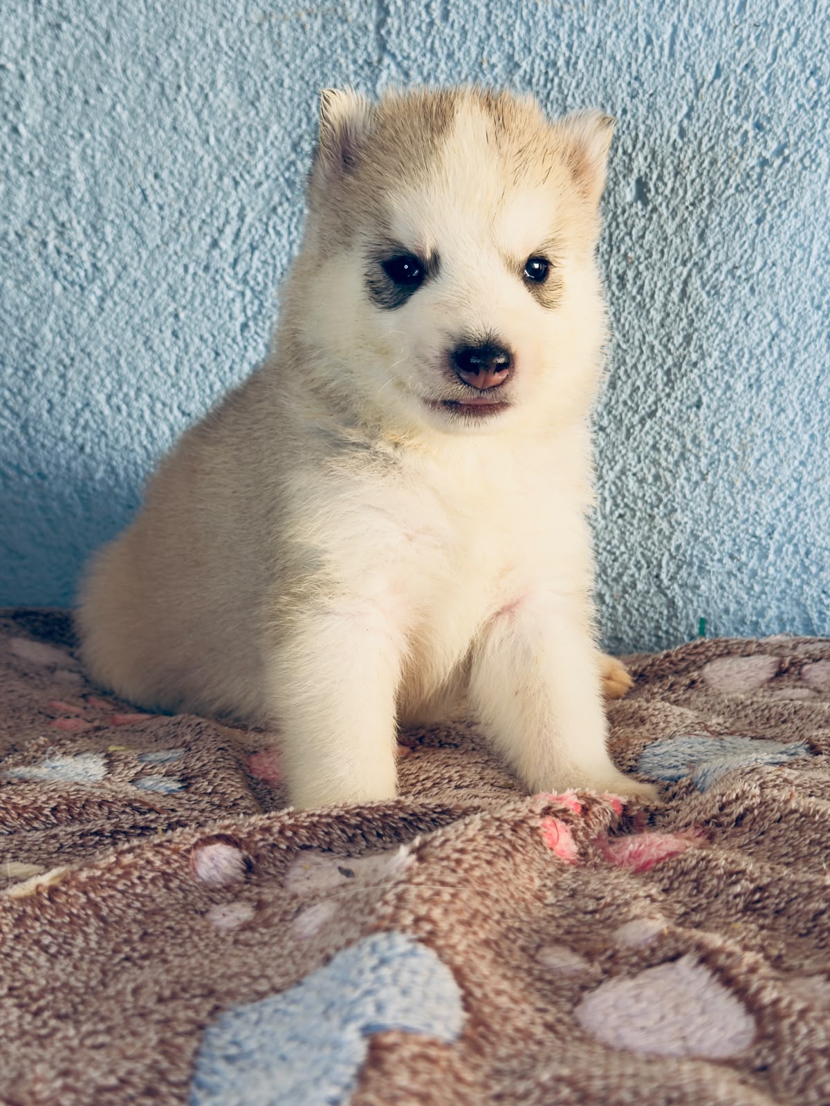 Cachorra disponible de Husky Siberiano Llamp y Nube