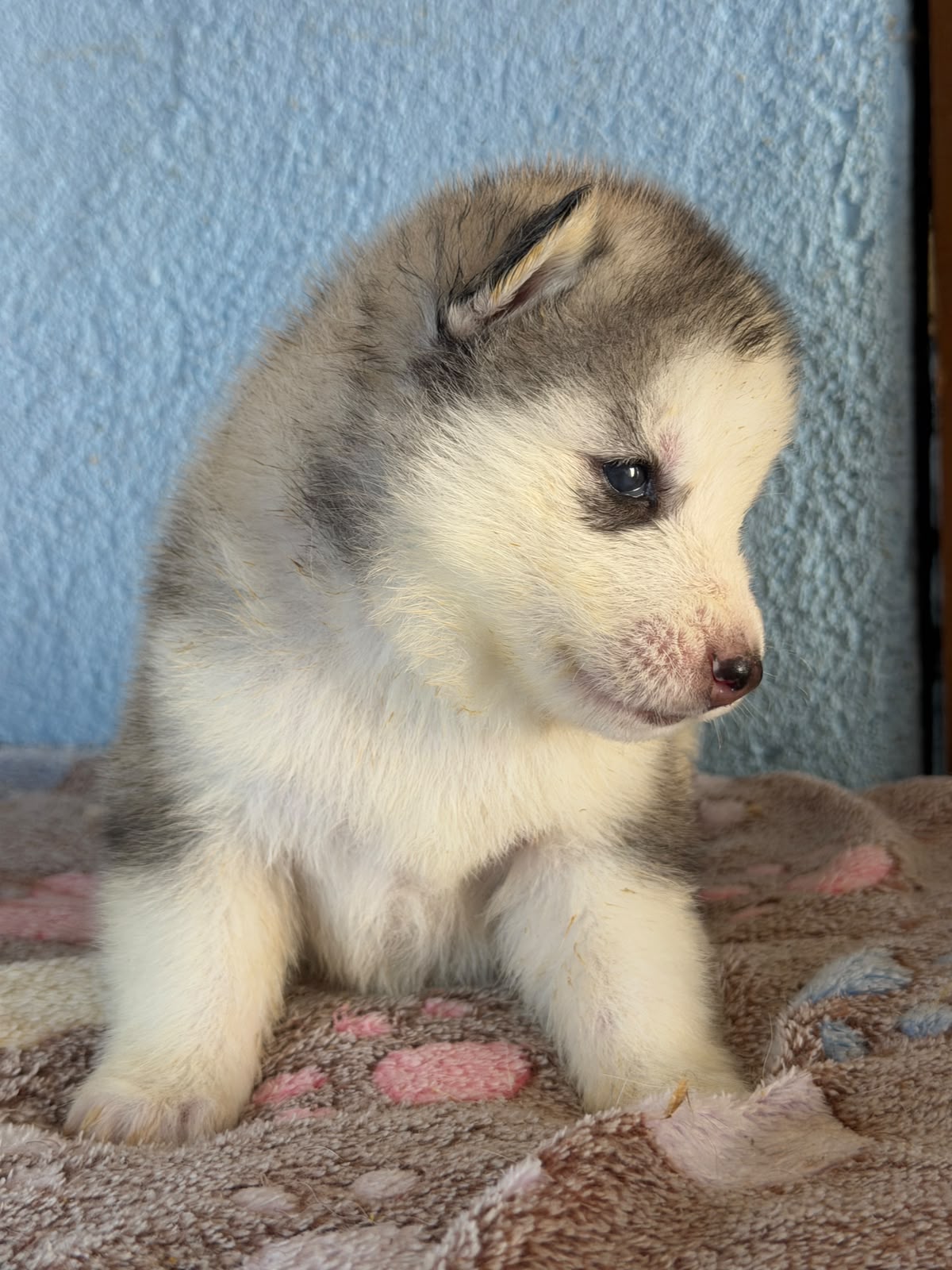 Cachorra disponible de Husky Siberiano Llamp y Nube