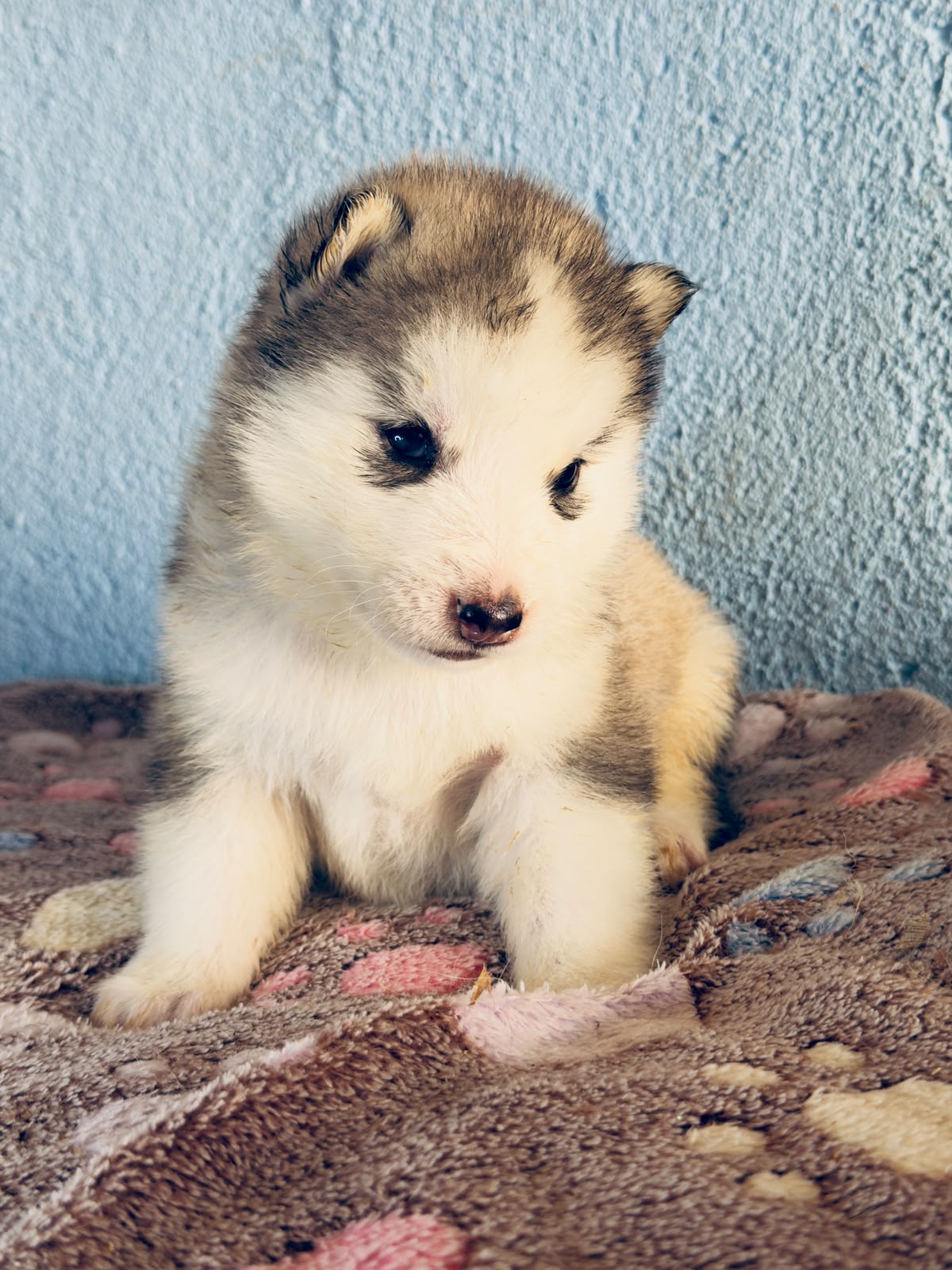 Cachorra disponible de Husky Siberiano Llamp y Nube