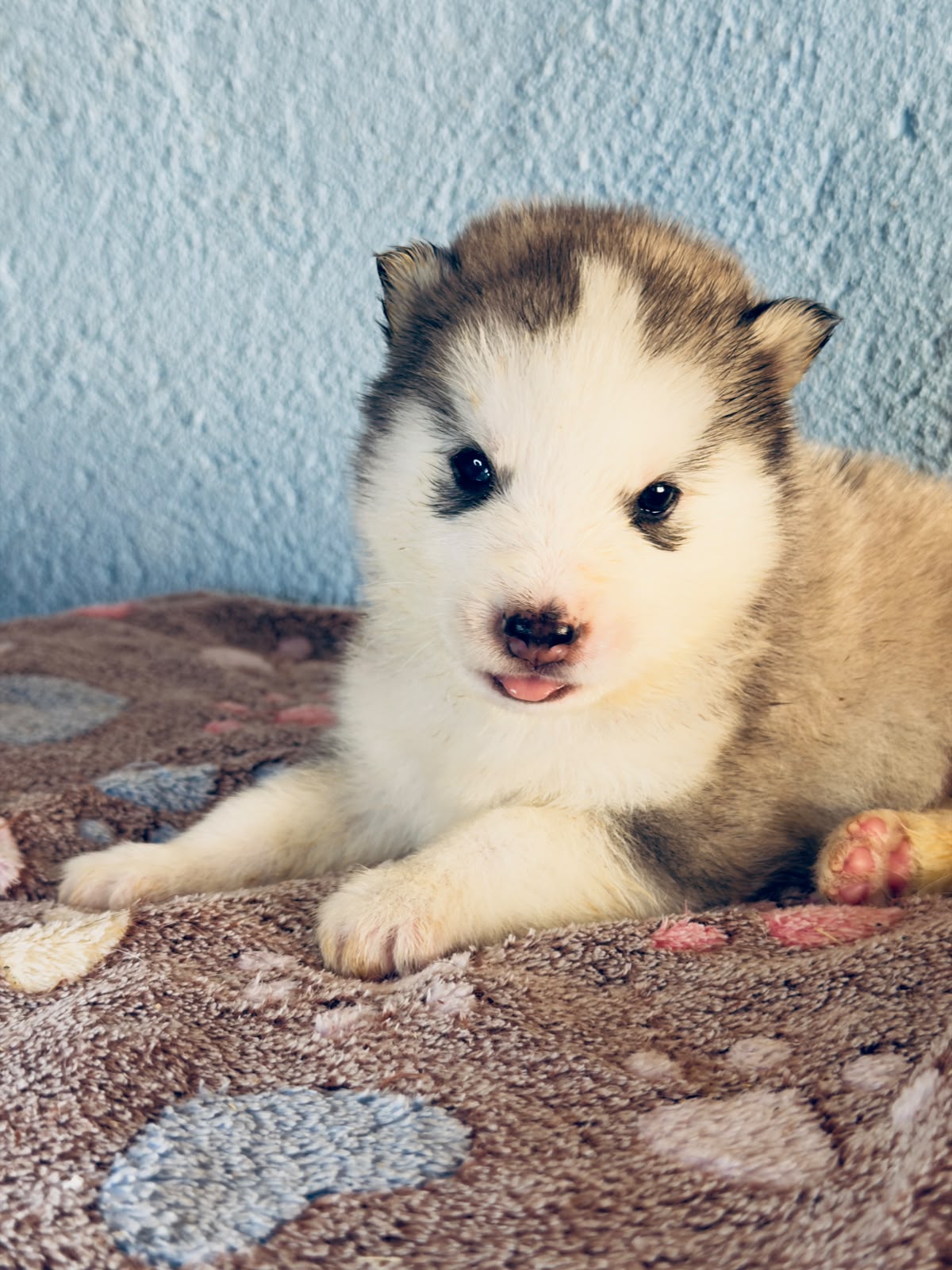 Cachorra disponible de Husky Siberiano Llamp y Nube