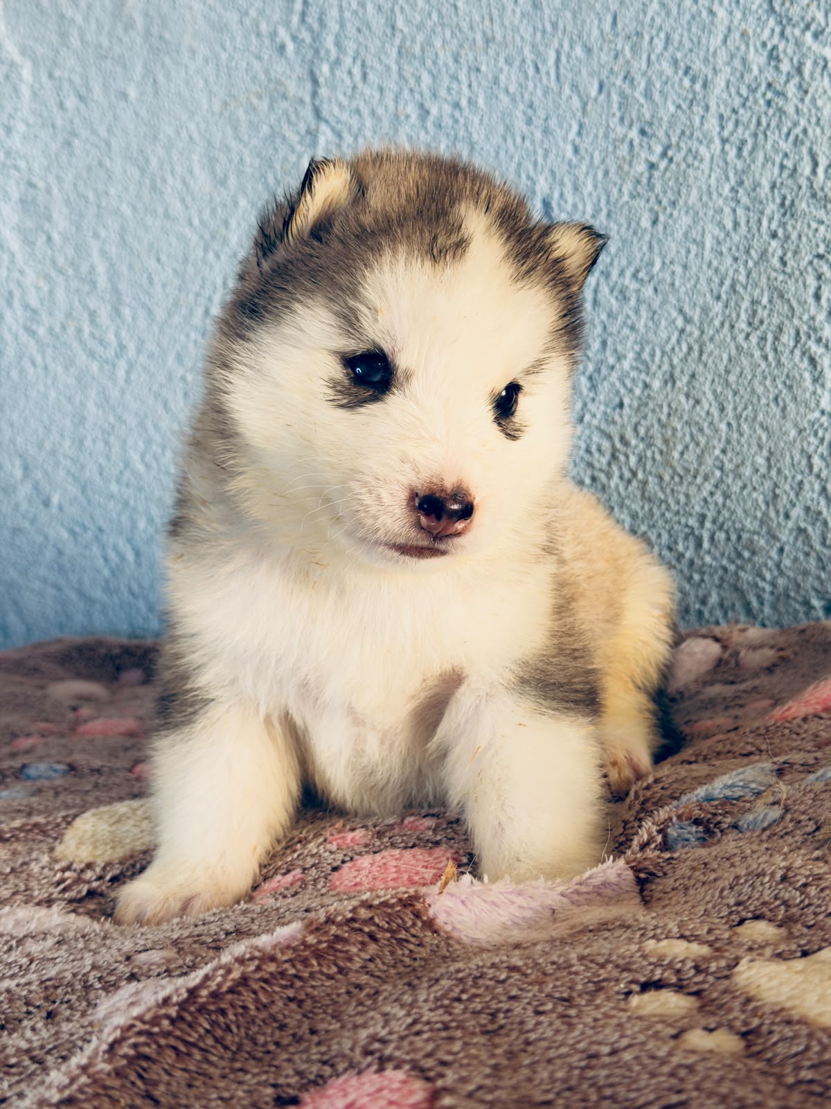 Cachorra disponible de Husky Siberiano Llamp y Nube