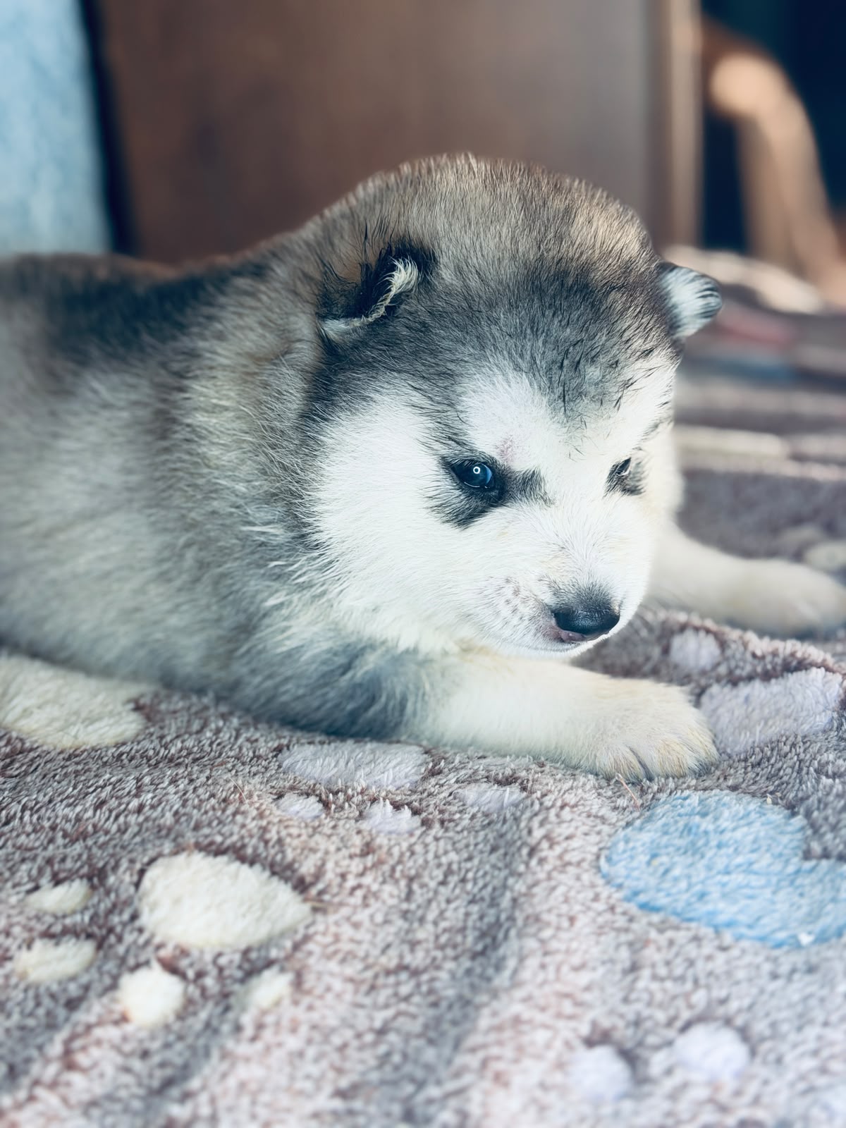 Cachorra disponible de Husky Siberiano Llamp y Nube